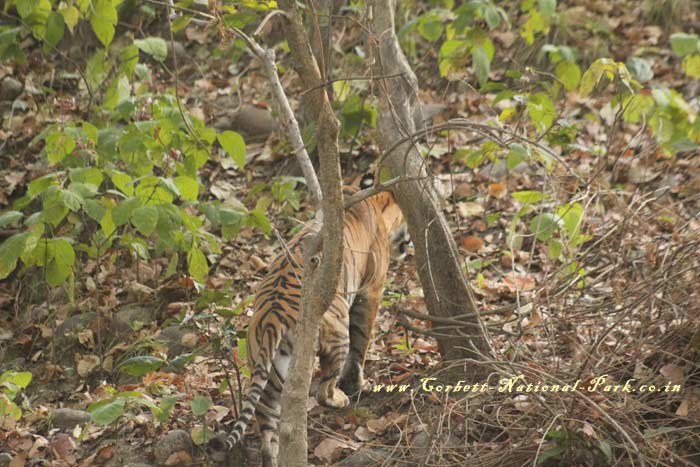 Corbett National Park - Tiger Photo Gallery