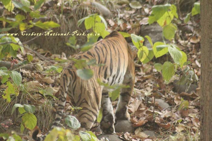 Corbett National Park - Tiger Photo Gallery