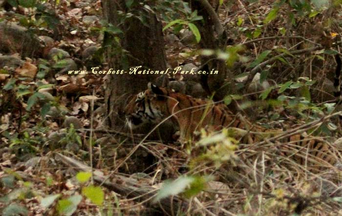 Corbett National Park - Tiger Photo Gallery