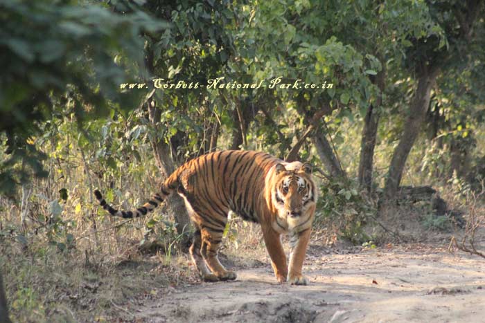 Corbett National Park - Tiger Photo Gallery