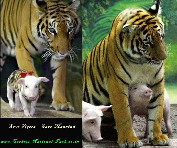 Save Tigers Save Mankind