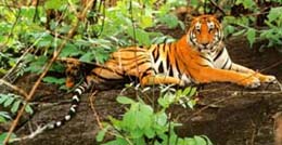 corbett national park tour corbett national park hotels