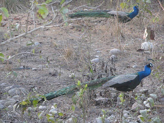 PHOTO GALLERY OF CORBETT NATIONAL PARK