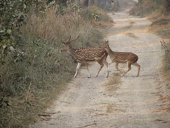 PHOTO GALLERY OF CORBETT NATIONAL PARK