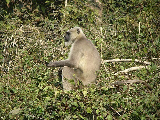 PHOTO GALLERY OF CORBETT NATIONAL PARK