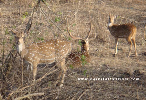 PHOTO GALLERY OF CORBETT NATIONAL PARK