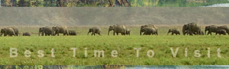 BEST TIME TO VISIT: JIM CORBETT NATIONAL PARK