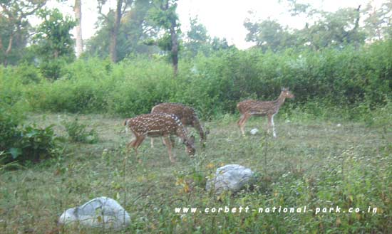 PHOTO GALLERY OF CORBETT NATIONAL PARK