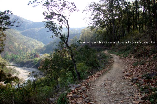 PHOTO GALLERY OF CORBETT NATIONAL PARK