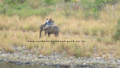 Wild Life Safari at Corbett National Park | Jeep Safari at Corbett National Park | Elephant Safari at Corbett National Park |