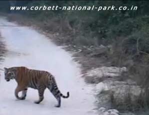 BEST TIME TO VISIT: JIM CORBETT NATIONAL PARK