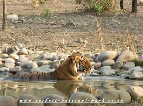 General Information about Corbett National Park - Corbett Tiger Reserve