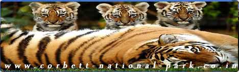 JIM CORBETT NATIONAL PARK