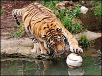 JIM CORBETT NATIONAL PARK