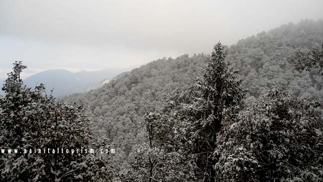 NAINITAL TOURISM : PICTURE GALLERY OF SNOWFALL