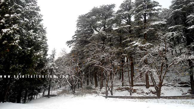 NAINITAL TOURISM : PICTURE GALLERY OF SNOWFALL